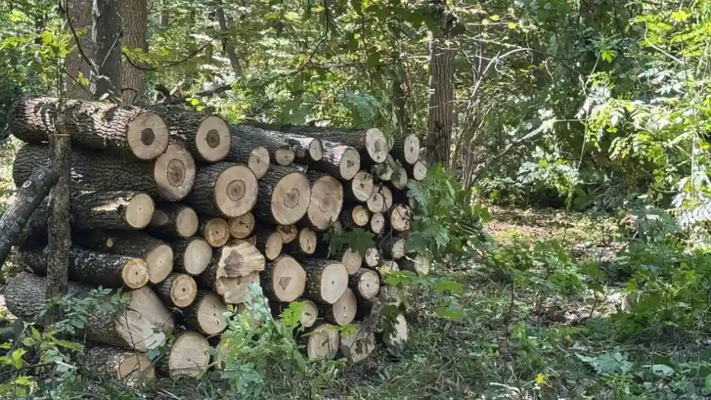 На Кіровоградщині активно готуються до опалювального сезону: попит на дрова зростає