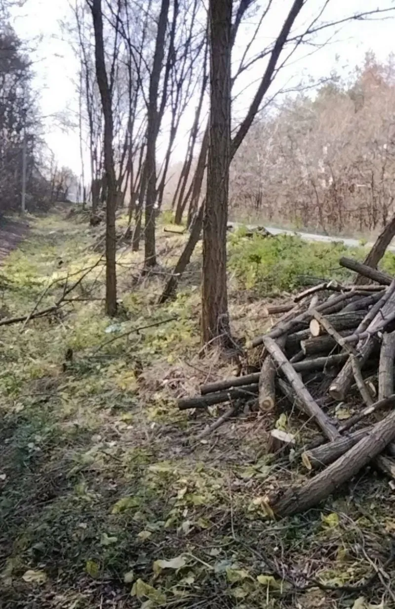 У Світловодську розпочали очищення вулиць від порослі для безпечного руху