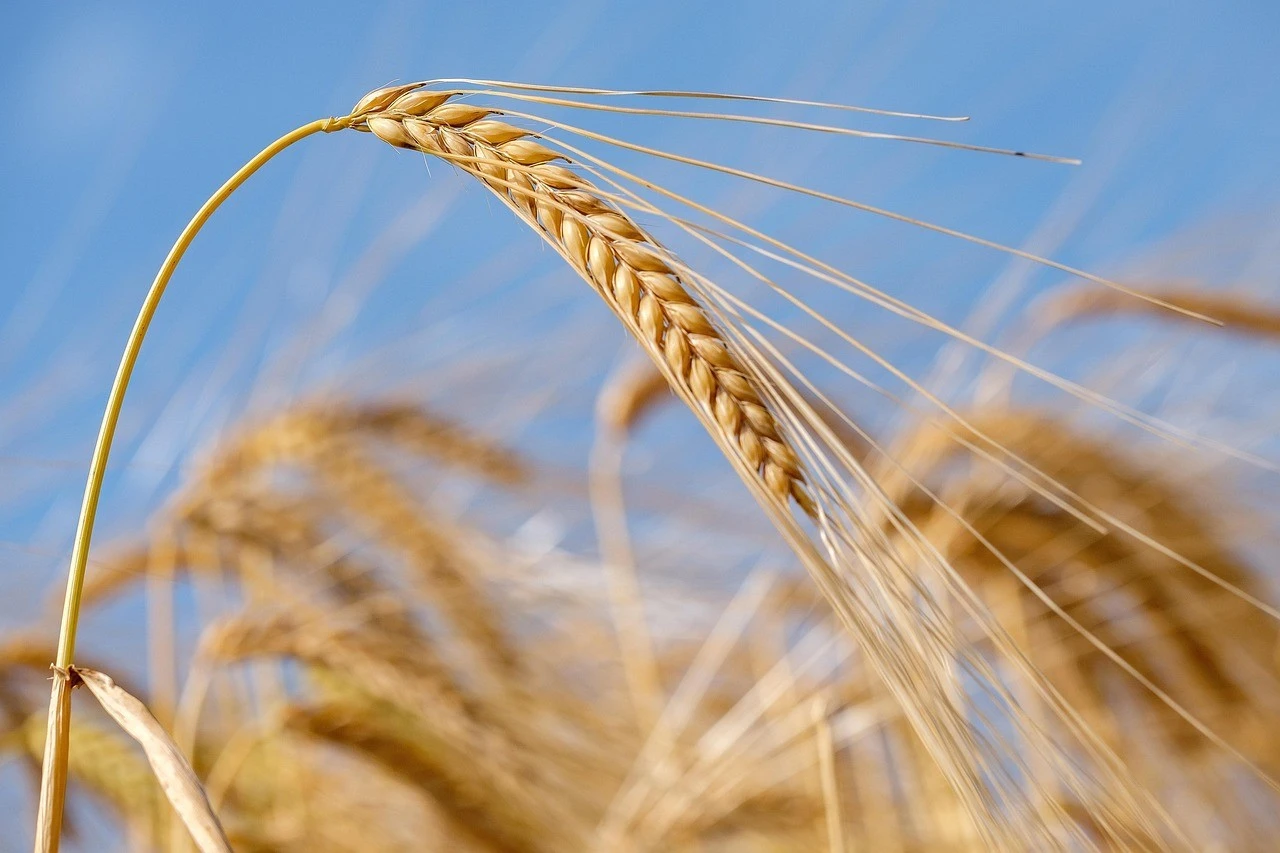 Кіровоградщина у 2025 році: рекорди соняшнику та виклики аграрного сезону