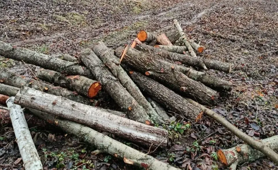 Великосеверинівська громада заплатить майже 300 тисяч за незаконну вирубку дерев