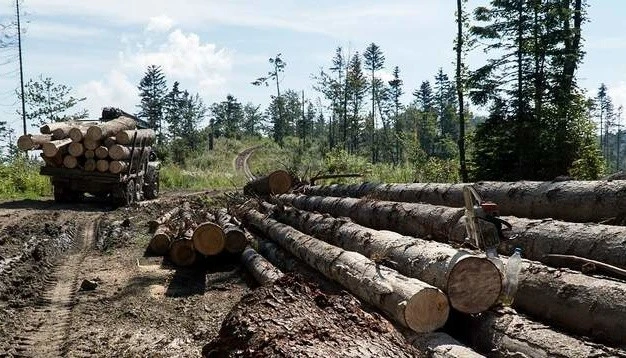 Справу про масштабну вирубку у заказнику Кіровоградщини скерували до суду
