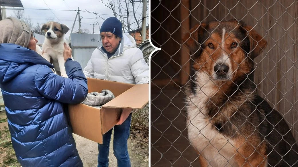 Вода по груди та черги з авто: як Кропивницький рятував притулок «БІМ» від повної повені