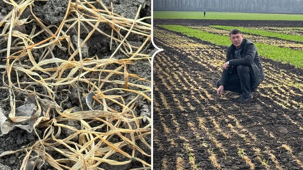 Крижаний удар по врожаю: на Кіровоградщині через лютневі морози загинуло 140 тисяч гектарів озимини