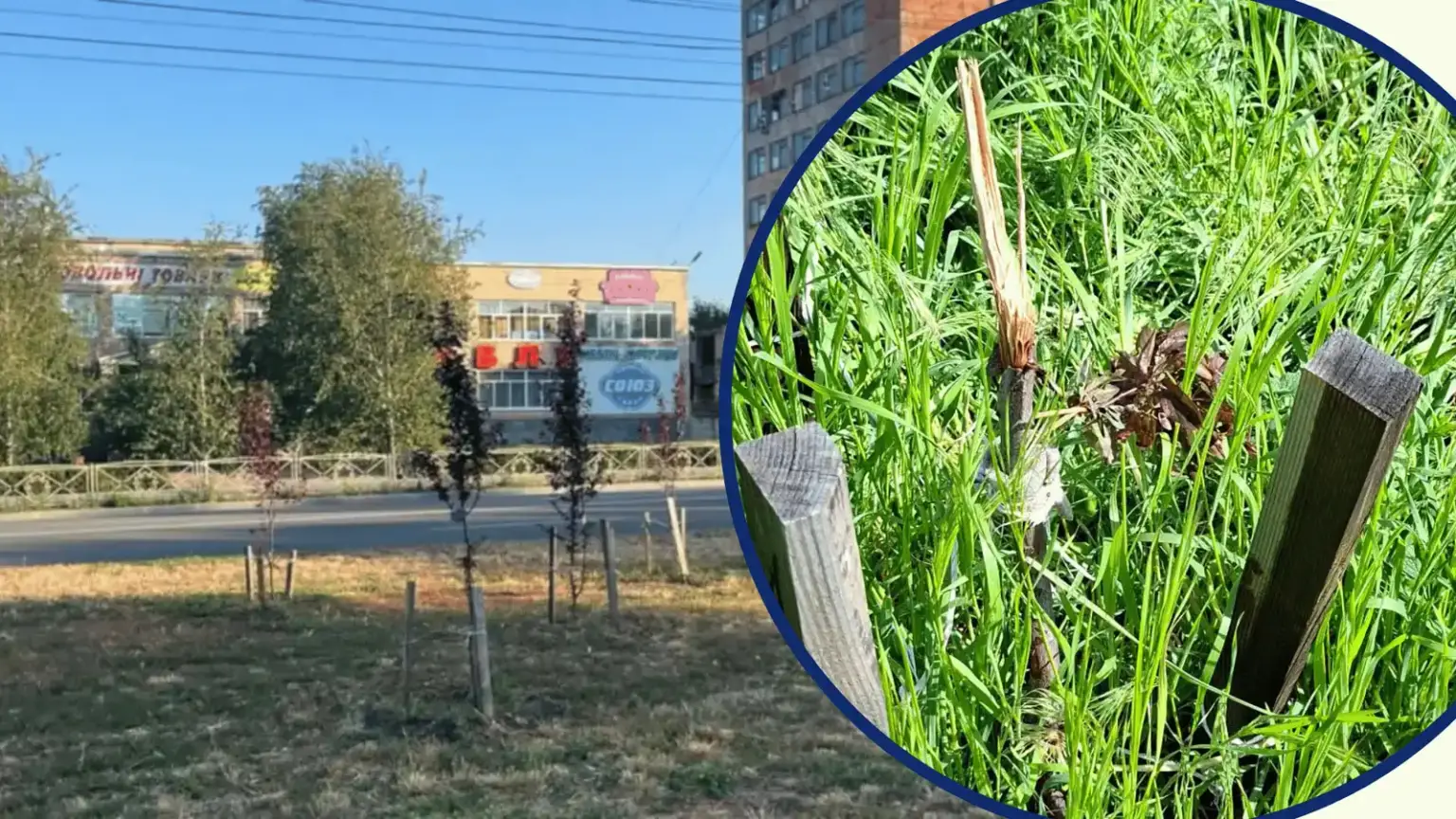 На Алеї Героїв у Кропивницькому невідомі зламали меморіальне дерево – поліція розпочала перевірку
